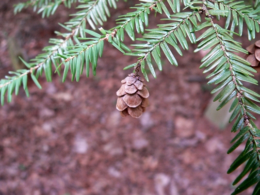 {Tsuga canadensis}